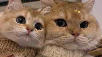 性生交大全免费30分钟 - 两性健康常识速览与常见误区